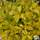 Buy Spiraea japonica Gold mound (Spiraea) online from Jacksons Nurseries.