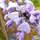 Buy wisteria sinensis amethyst at Jacksons Nurseries