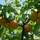 Buy Apricot - Prunus armeniaca Moorpark online from Jacksons Nurseries