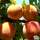 Buy Peach - Prunus persica 'Peregrine' online from Jacksons Nurseries