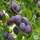 Buy Plum - Prunus domestica 'Marjorie's Seedling' online from Jacksons Nurseries