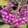 Callicarpa Imperial Pearl berries close up