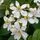 Choisya Ternata Flowers Close Up