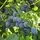 Honeyberry Boreal Beauty