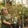 Buy Honeyberry Giants Heart online from Jacksons Nurseries.