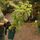Buy Japanese Wineberry online from Jacksons Nurseries.