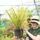 Buy Phormium cook. Tricolor  online from Jacksons Nurseries
