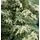 Buy Pieris japonica 'Variegata'  online from Jacksons Nurseries
