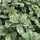 Buy Pittosporum ten. Silver Ball  online from Jacksons Nurseries.