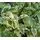 Buy Pittosporum ten. Variegata  online from Jacksons Nurseries.