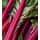 Rhubarb 'Stockbridge Arrow'