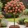 Buy Rose 'Meteor' (Standard, 90-120cm stem) online from Jacksons Nurseries