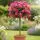 Buy Rose 'Mum in a Million' (Standard, 90-120cm stem) online from Jacksons Nurseries