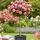 Buy Rose 'Pink Paradise' (Standard, 90-120cm stem) online from Jacksons Nurseries