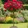 Rose Ruby Wishes Standard Rose Tree