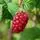 Tayberry Medana