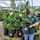 Ilex Crenata Dark Green Spiral 110-120cm including pot