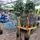 Ilex aquifolium Alaska lollipop 90cm stem 50cm head 2 square
