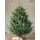 Korean Fir Cut Final