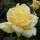 Buy Rosa 'Casino' (Rambling Rose) online from Jacksons Nurseries