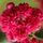 Buy Rosa 'Excelsa' (Rambling Rose) online from Jacksons Nurseries