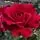 Buy Rose 'Happy Ruby Wedding' (Hybrid Tea) online from Jacksons Nurseries
