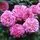Rose 'Lavender Lassie'
