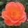 Rose 'Livin Easy'