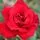 Rose 'Love Knot' 2