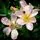 Buy Rosa 'Nozomi' (Floribunda Rose) online from Jacksons Nurseries.