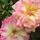 Rose 'Phyllis Bide'