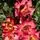 Buy Rose 'Piccadilly' (Hybrid Tea) online from Jacksons Nurseries