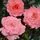 Buy Rose 'Pink Favourite' (Hybrid Tea) online from Jacksons Nurseries