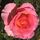 Buy Rose 'Pink Favourite' (Hybrid Tea) online from Jacksons Nurseries