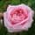 Buy Rosa 'Queen of Denmark' (Floribunda Rose) online from Jacksons Nurseries.