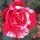 Buy Rose 'Rock and Roll' (Hybrid Tea) online from Jacksons Nurseries