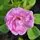 Buy Rosa 'Sarah Van Fleet' (Floribunda Rose) online from Jacksons Nurseries.