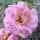 Rose 'Shot Silk'