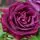 Rose 'Souvenir Du Dr Jamain'