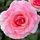 Rose 'Tickled Pink'