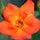 Rose 'Warm Welcome'