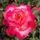 Buy Rose 'You're my Everything' (Hybrid Tea) online from Jacksons Nurseries