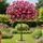 Rose Flower Carpet Pink Standard Rose Tree