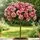 Buy Rose 'Rock & Roll' (Standard, 90-120cm stem) online from Jacksons Nurseries