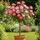 Buy Rose 'Secret Smile' (Standard, 90-120cm stem) online from Jacksons Nurseries