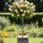 Buy Rose 'Simply the Best'(Standard, 90-120cm stem) online from Jacksons Nurseries