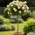 Buy Rose 'Story Teller' (Standard, 90-120cm stem) online from Jacksons Nurseries