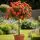 Buy Rose 'Super Trouper' (Standard, 90-120cm stem) online from Jacksons Nurseries