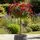 Buy Rose 'Thinking of You' (Standard, 90-120cm stem) online from Jacksons Nurseries