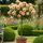 Buy Rose 'Together Forever' (Standard, 90-120cm stem) online from Jacksons Nurseries